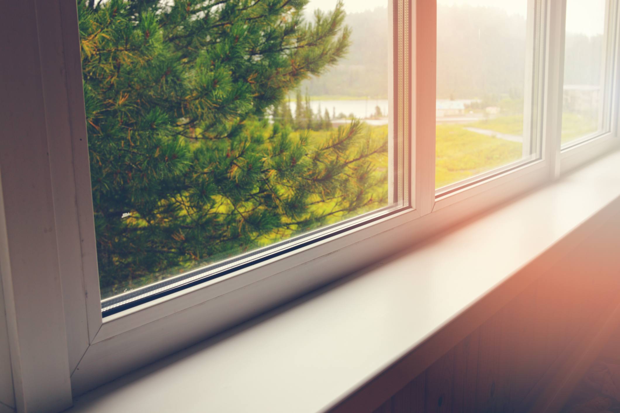 sosna za oknem